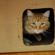 A cat acting out Schrödinger’s famous thought experiment. Hope he doesn’t die!